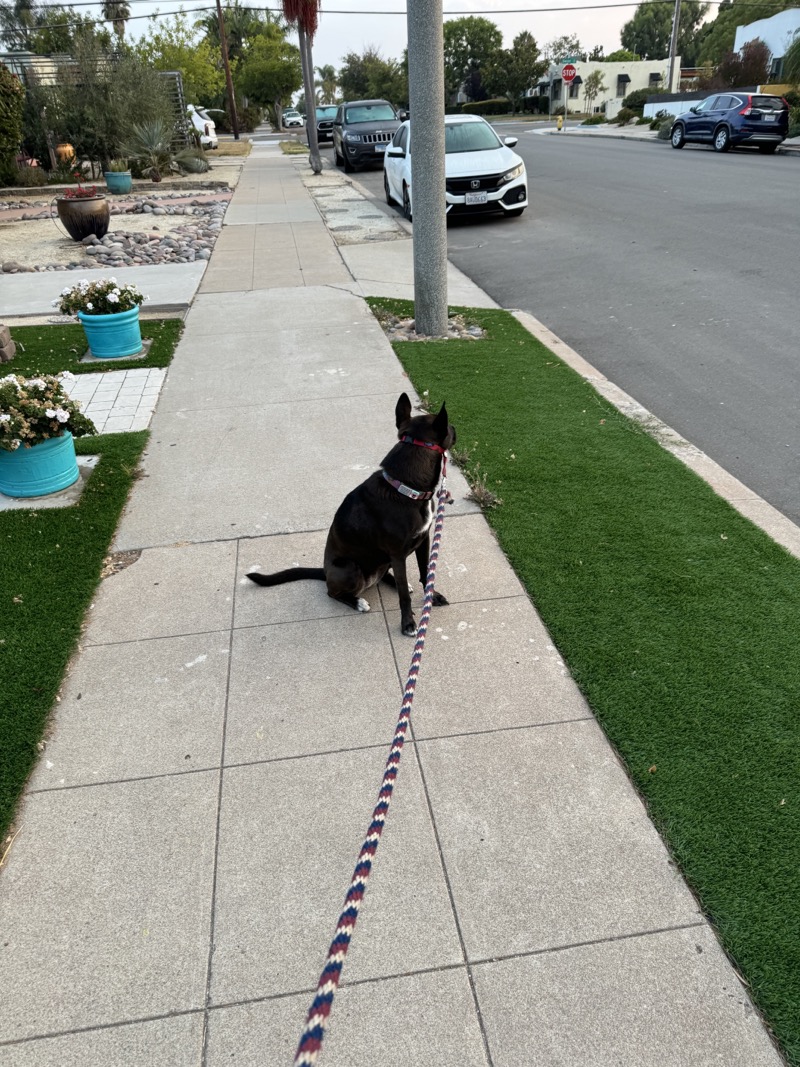 A picture of a black dog named Bowie sitting, taken on July 26 2024 at 6:16 am